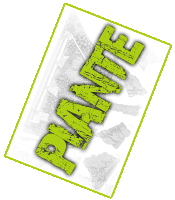 PIANTE